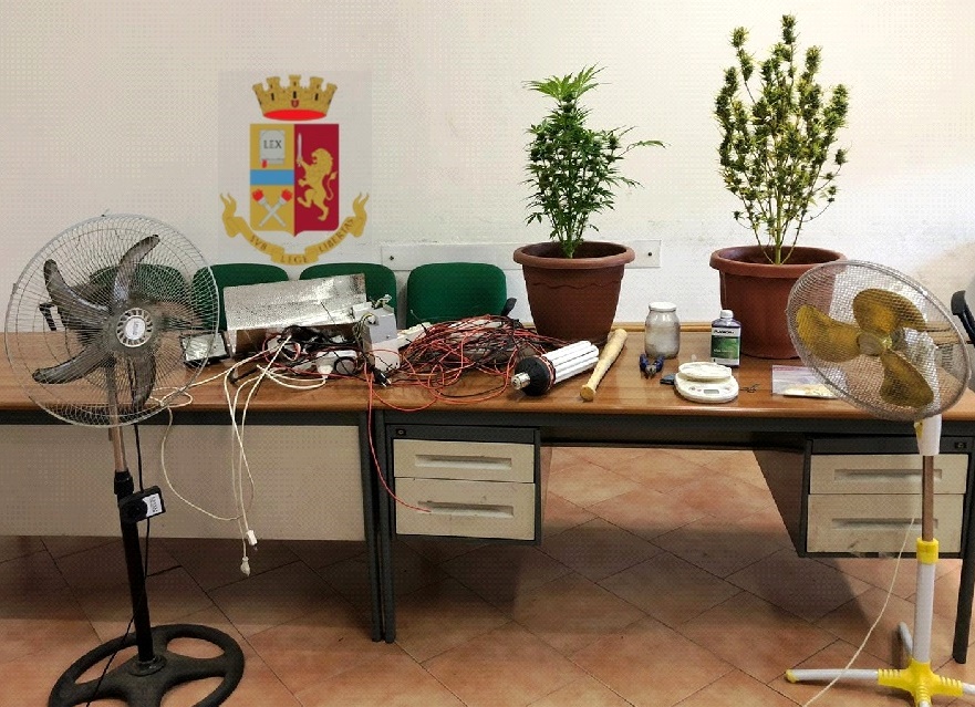 Napoli: Sequestrata una serra di marijuana