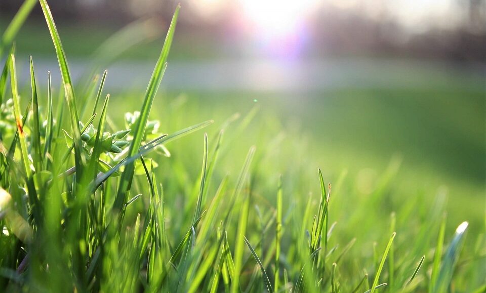 Bonus Verde 2021, 1800 euro per terrazze e giardini privati o nei condomini