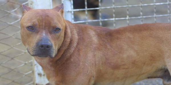 Salerno pitbull azzannato uomo