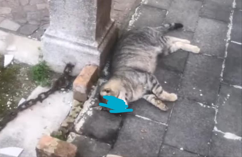 Gatti avvelenati al cimitero di Frattamaggiore, la posizione del cda