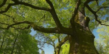 Un bosco di matricole universitarie