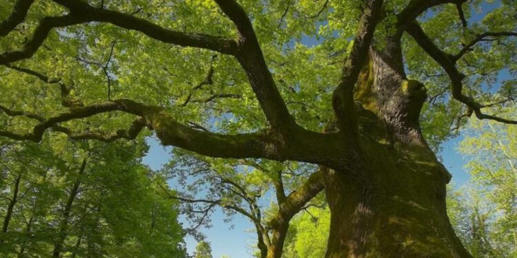 Un bosco di matricole universitarie