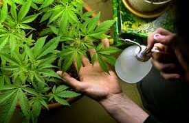Gragnano, coltiva cannabis in casa, e custodisce crack