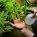 Gragnano, coltiva cannabis in casa, e custodisce crack