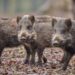 Emergenza cinghiali in Campania, gli agricoltori possono abbatterli