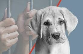 Casalnuovo, maltrattamenti al cane, denunciato 35enne