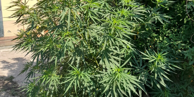 Somma Vesuviana, piante e droga in casa
