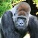 Scompare il gorilla triste dello Zoo Safari di FASANO