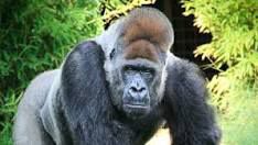 Scompare il gorilla triste dello Zoo Safari di FASANO