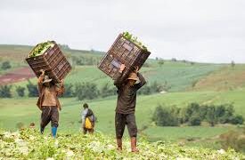 Caivano, lotta al capolarato, denunciati 2 imprenditori agricoli