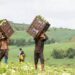 Caivano, lotta al capolarato, denunciati 2 imprenditori agricoli