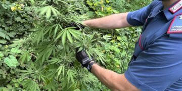 Caivano, una piantagione di cannabis a pochi passi dal centro