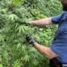 Caivano, una piantagione di cannabis a pochi passi dal centro