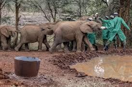 Nello Zimbabwe verranno abbattuti 200 elefanti