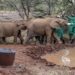 Nello Zimbabwe verranno abbattuti 200 elefanti