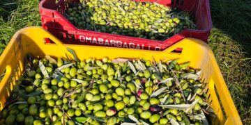 Il primo olio di oliva sociale con il marchio di San Giorgio a Cremano