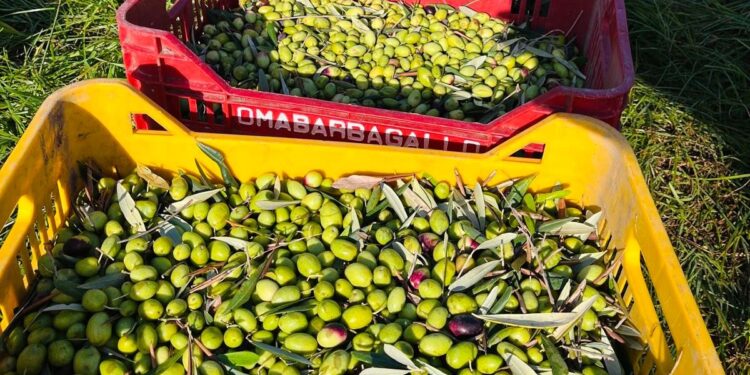 Il primo olio di oliva sociale con il marchio di San Giorgio a Cremano