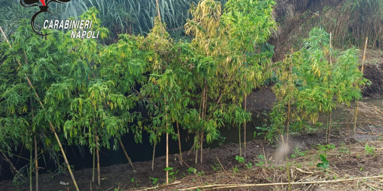 Nola, in zona Asi sequestrata piantagione di mariuana lungo un torrente