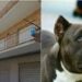 ACERRA: Positivo alla cannabis , il padre della bimba aggredita dal pit bull