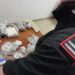 Cardito : Carabinieri arrestano a domicilio coppia di coniugi