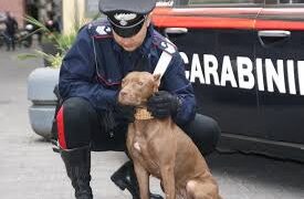 Ercolano: Droga e 4 pit bull in casa di un 42 enne