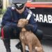 Ercolano: Droga e 4 pit bull in casa di un 42 enne