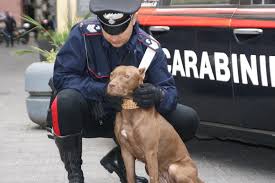 Ercolano: Droga e 4 pit bull in casa di un 42 enne