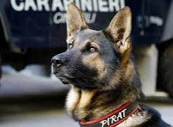 Torre Del Greco : Operazione delle forze dell’ordine con cani cinofili