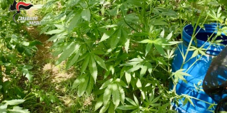 Gragnano: Operazione anti droga delle forze dell’ordine sui Monti Lattari