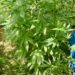 Gragnano: Operazione anti droga delle forze dell’ordine sui Monti Lattari