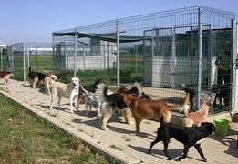 Frattamaggiore: La Giunta approva progetto per un canile municipale