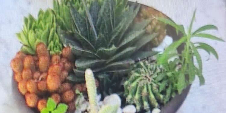 Caivano, rubano il vaso con le piantine davanti alla tomba del figlio: “Vergognatevi”