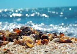 Ambiente: Raccogliere sabbia e conchiglie sulla spiaggia è reato
