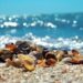 Ambiente: Raccogliere sabbia e conchiglie sulla spiaggia è reato