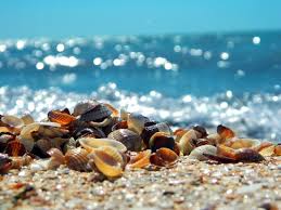 Ambiente: Raccogliere sabbia e conchiglie sulla spiaggia è reato