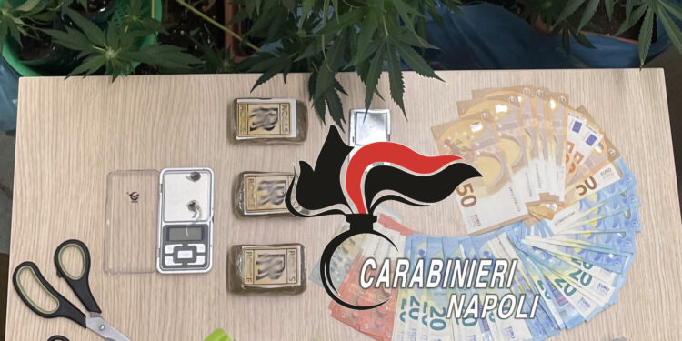 Forio D’Ischia: Coppia di pusher in arresto per una Serra di droga in casa