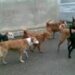 Vico Equense: Cani randagi aggrediscono gli escursionisti