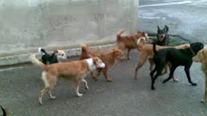Vico Equense: Cani randagi aggrediscono gli escursionisti