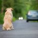 Sant’Anastasia: lotta all’abbandono degli animali