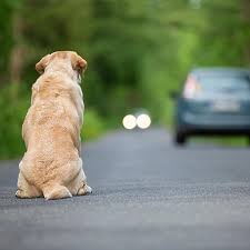 Sant’Anastasia: lotta all’abbandono degli animali