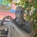 Ercolano: Vandalizzate le statue di Piazza Colonna