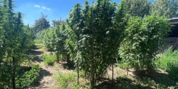 Acerra: In zona Spinelli scoperta piantagione di marijuana