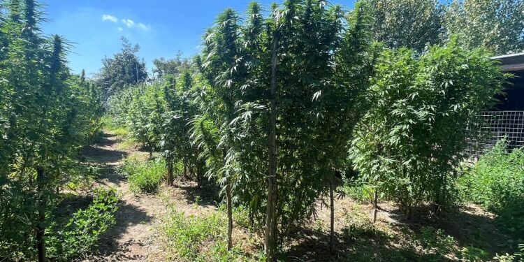 Acerra: In zona Spinelli scoperta piantagione di marijuana