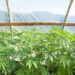 Sant’Anastasia: 35enne dispone di una serra in giardino di marijuana