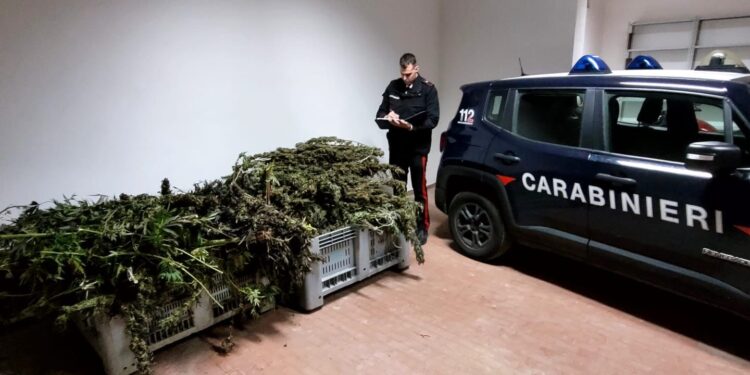 Sant’Anastasia: Sequestro record di 109 kg di marijuana, due uomini in manette