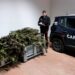 Sant’Anastasia: Sequestro record di 109 kg di marijuana, due uomini in manette