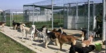 Frattamaggiore: Il consigliere Gervasio chiarisce la vicenda Canile comunale