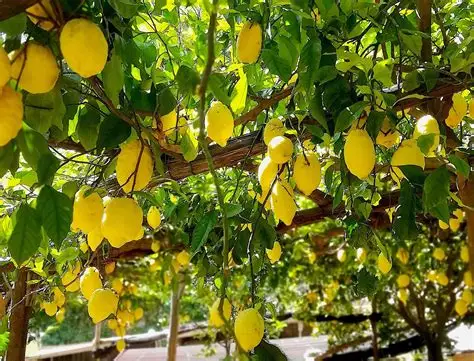 L’EVENTO. Al via a Parigi la “Settimana della Cucina Italiana della Regione Campania”