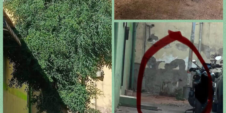 Frattamaggiore: Tagli e potature improvvise di alberi accendono polemiche