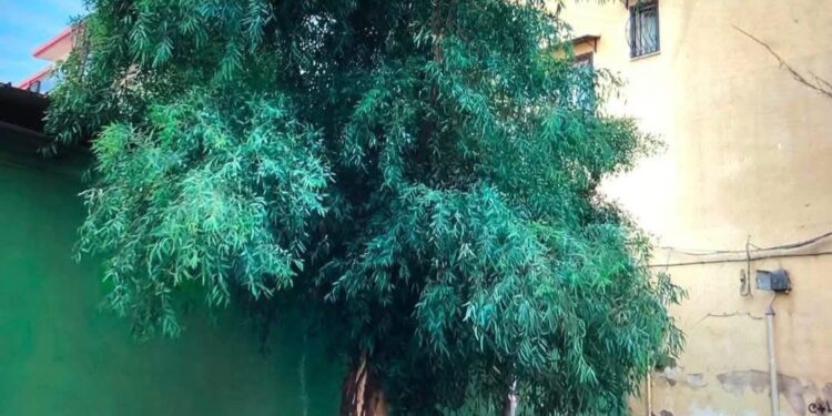 Frattamaggiore: La polemica continua sull’albero abbattuto in via Miseno, esposto del comitato AlbeRibelli